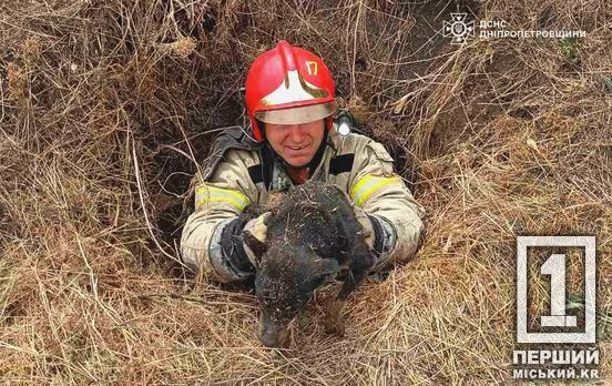 Пухнастик тепер на свободі: на Криворіжжі надзвичайники визволили собаку з темного колодязя