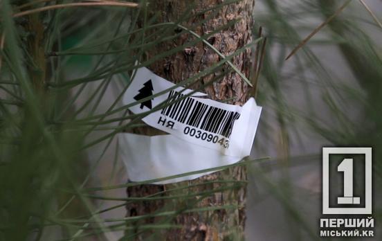 На порушників чекає покарання: на Дніпропетровщині стартувала операція «Новорічна ялинка»