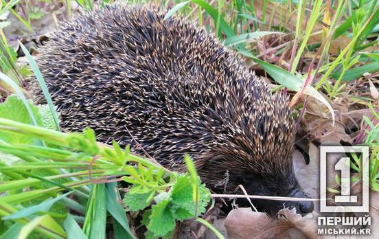 В Україні почався «сезон тиші»: що це таке і кого можуть оштрафувати