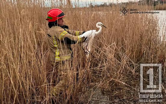 Не лишили напризволяще: криворізькі рятувальники визволили з пастки перелітну чаплю