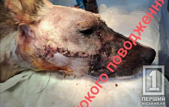 «Невже мало жорстокості війни»: у Покровському районі невідомі познущалися над стерилізованою собакою