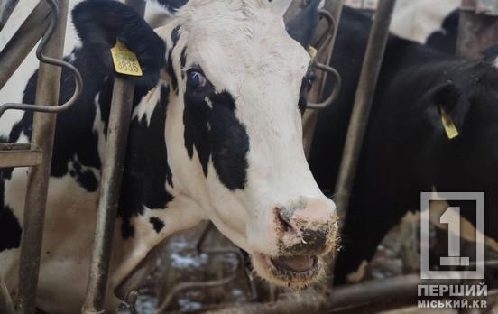 Увага, фермери Дніпропетровщини: запрацювала «гаряча лінія» через спалахи ящуру та блутангу з ЄС