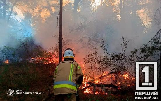 За навмисні підпали – штраф та в’язниця: на Дніпропетровщині озвучили кількість пожеж у природі цьогоріч