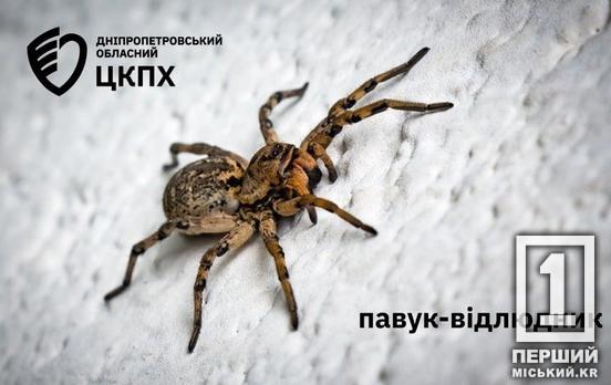 Кошмар арахнофоба: які отруйні павуки є на Дніпропетровщині та чим вони небезпечні
