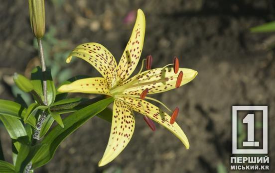 Вишукані квіти з багатою історією: у Криворізькому ботанічному саду почався сезон цвітіння лілій