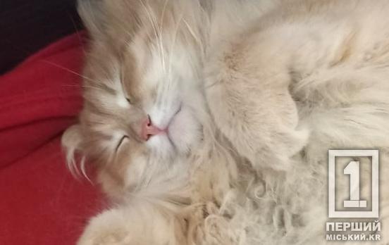 Допомога для хвостатих друзів: Криворізький осередок Червоного Хреста підтримує переселенців