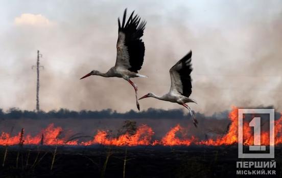 Випалена земля з нерозірваними снарядами, знищені ліси, посягання на радіаційну безпеку: окупанти завдали мільярдні збитки екології України