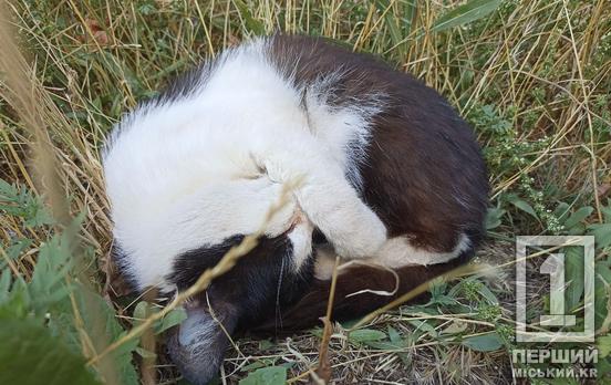 Запровадили карантин: у селі на Дніпропетровщині скажена кішка покусала двох людей