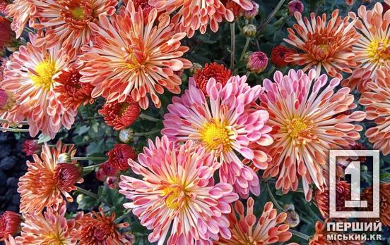 Яскраві барви перед сірою зимою: у Криворізькому ботсаду розпочався бал хризантем