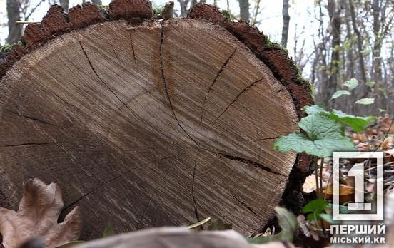 Будут контролировать путь от лесосеки до границы: в Украине запустили Электронный кабинет экспортера древесины