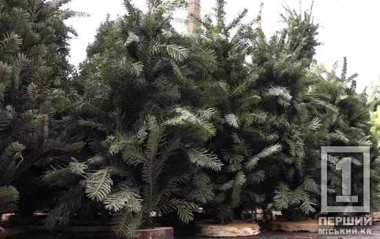 Святковий настрій стає інакшим: українці все рідше купують живі новорічні дерева