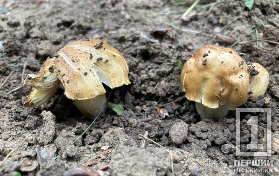 У Кривому Розі чоловік отруївся грибами, а область бореться з вірусами: епідемічна обстановка на Дніпропетровщині