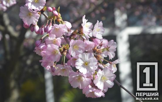 Ханамі у Кривому Розі: у ботсаду стартував сезон цвітіння сакури