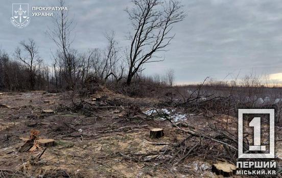 Вирубали ліс на 14 мільйонів: на Дніпропетровщині піймали велику банду «чорних лісорубів»