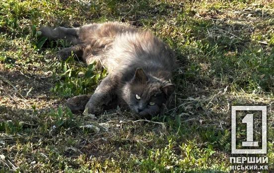 Стріляв у кота з балкона: у Кривому Розі пенсіонера оштрафували за знущання з сусідської тварини