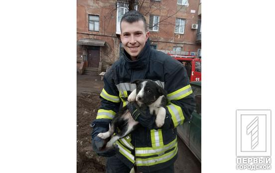 В Кривом Роге спасли собаку из глубокой ямы