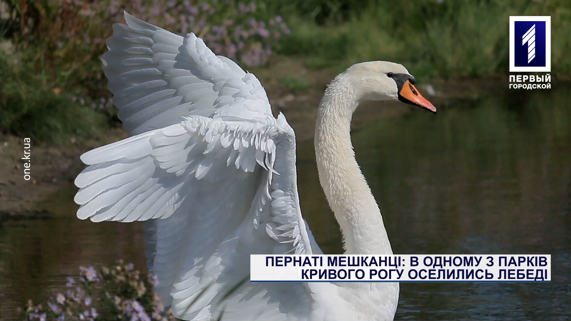 Пернаті мешканці: в одному з парків Кривого Рогу оселились лебеді