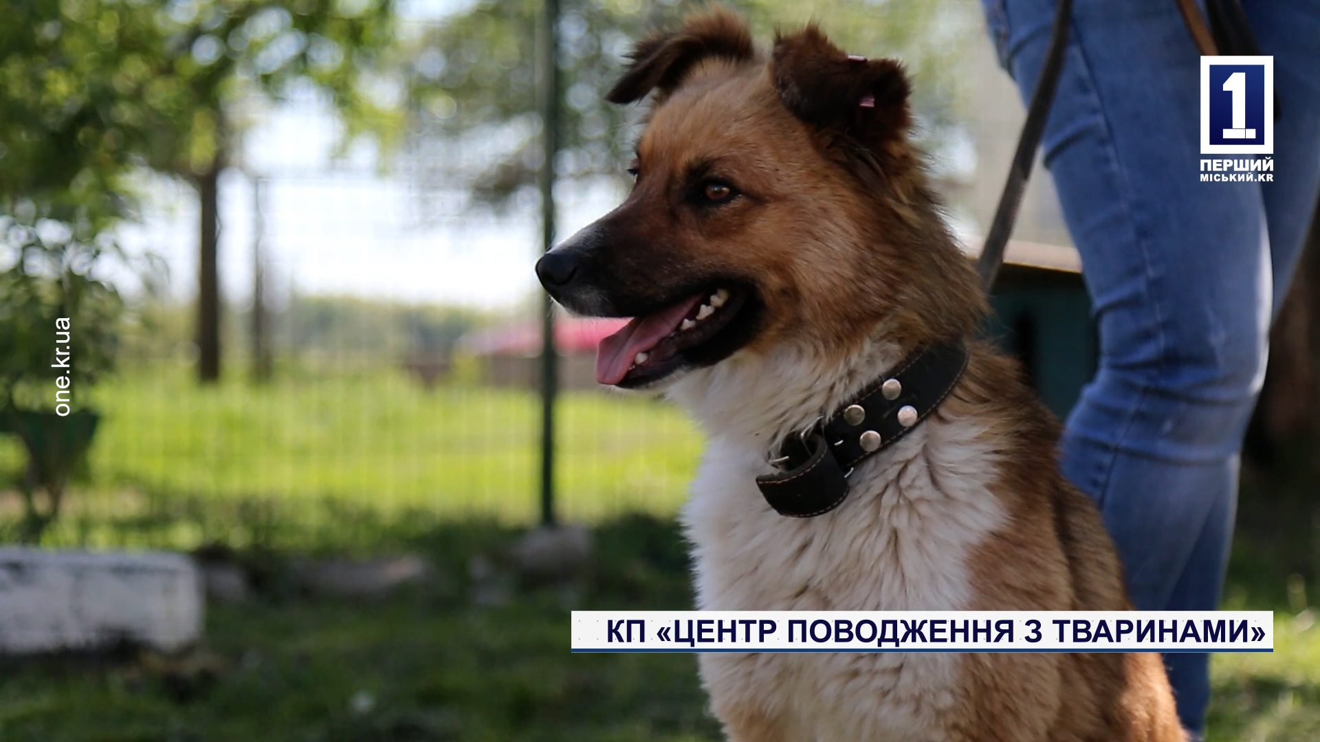 КП «Центр обращения с животными»