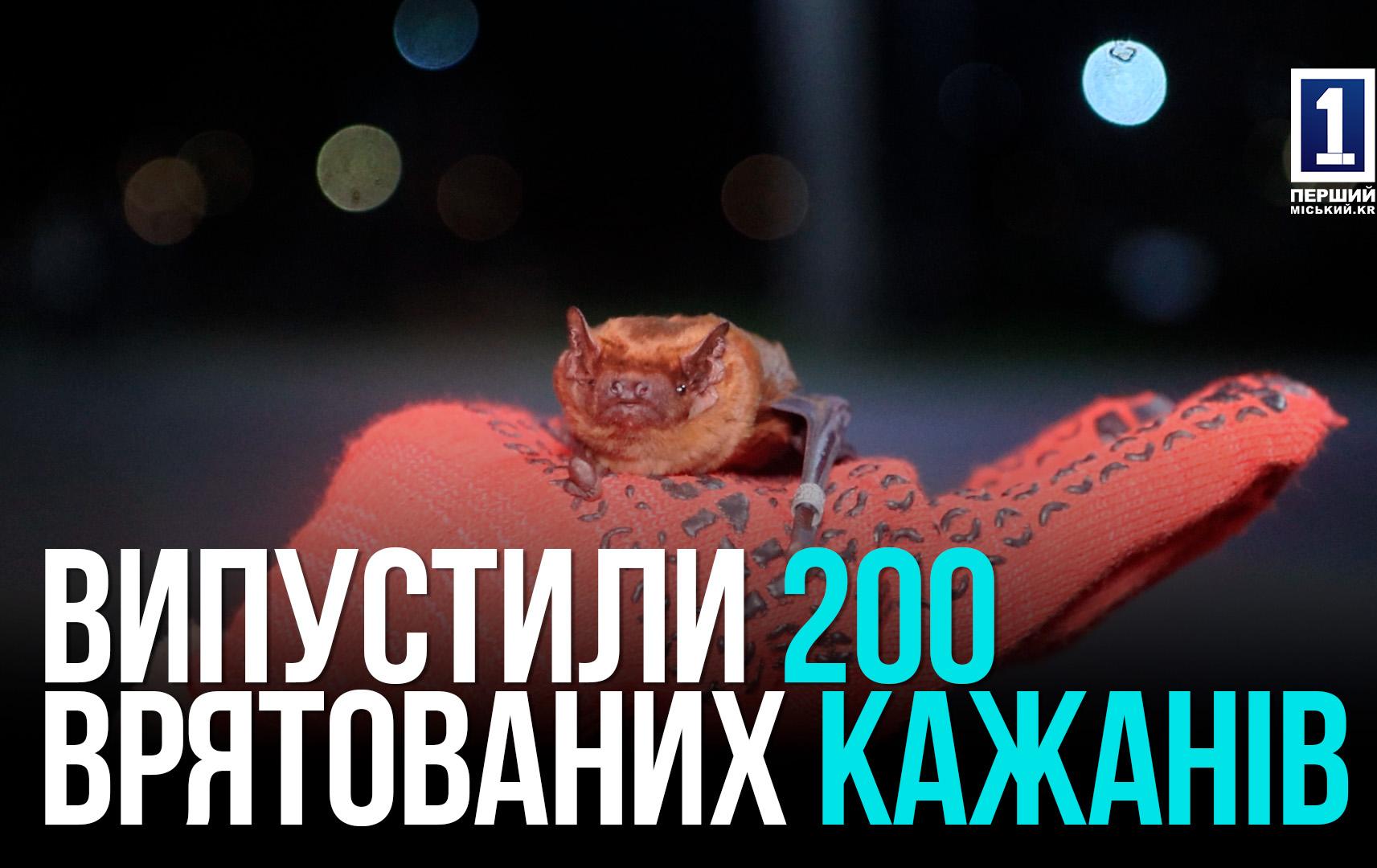 200 врятованих кажанів знову в небі — у Кривому Розі випустили рукокрилих після реабілітації