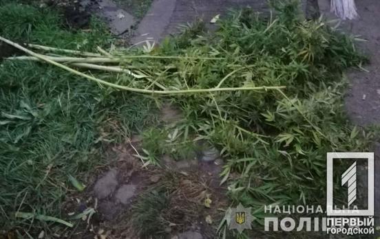 Несколько кустов конопли и почти килограмм марихуаны: в Кривом Роге полиция изъяла у горожанина наркотики