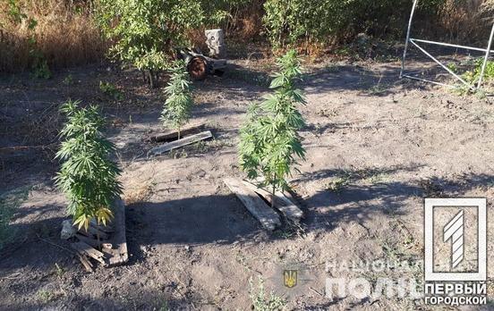 Полицейские Кривого Рога ликвидировали плантацию конопли на территории частного дома