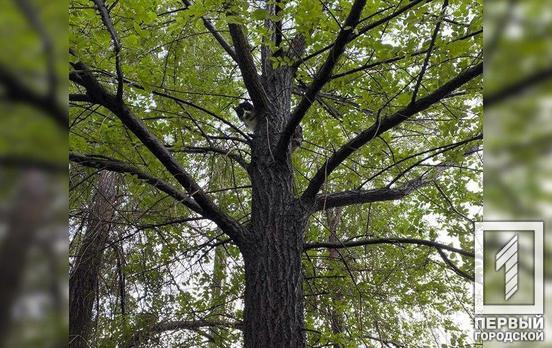 В Кривом Роге пожарные сняли кота с трёхметровой высоты