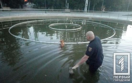 В Кривом Роге из фонтана достали собаку