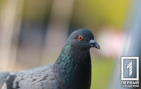 22 января в Кривом Роге морозы и осадки не предвидятся