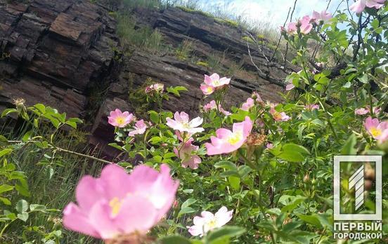 4 июня в Кривом Роге будет дождь с грозой