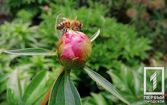 16 июня в Кривом Роге прогнозируют дождь с грозой