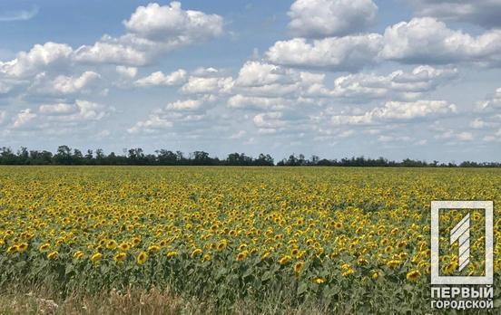17 июля в Кривом Роге будет тепло и солнечно