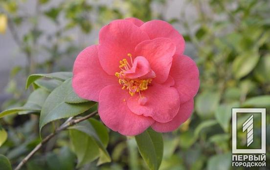 Скидка на билеты для женщин: ботанический сад Кривого Рога устраивает акцию к 8 Марта