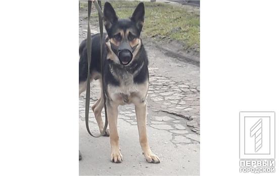 Минюст выставил на аукцион собаку из-за долгов хозяина, следом на торги отправят львов и медведей