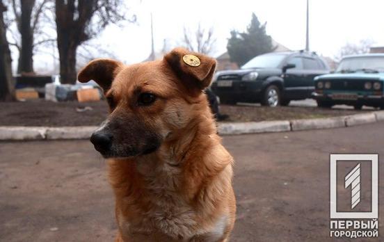 В 2019 году в Кривом Роге ни одно уголовное дело о жестоком обращении с животными не передали в суд