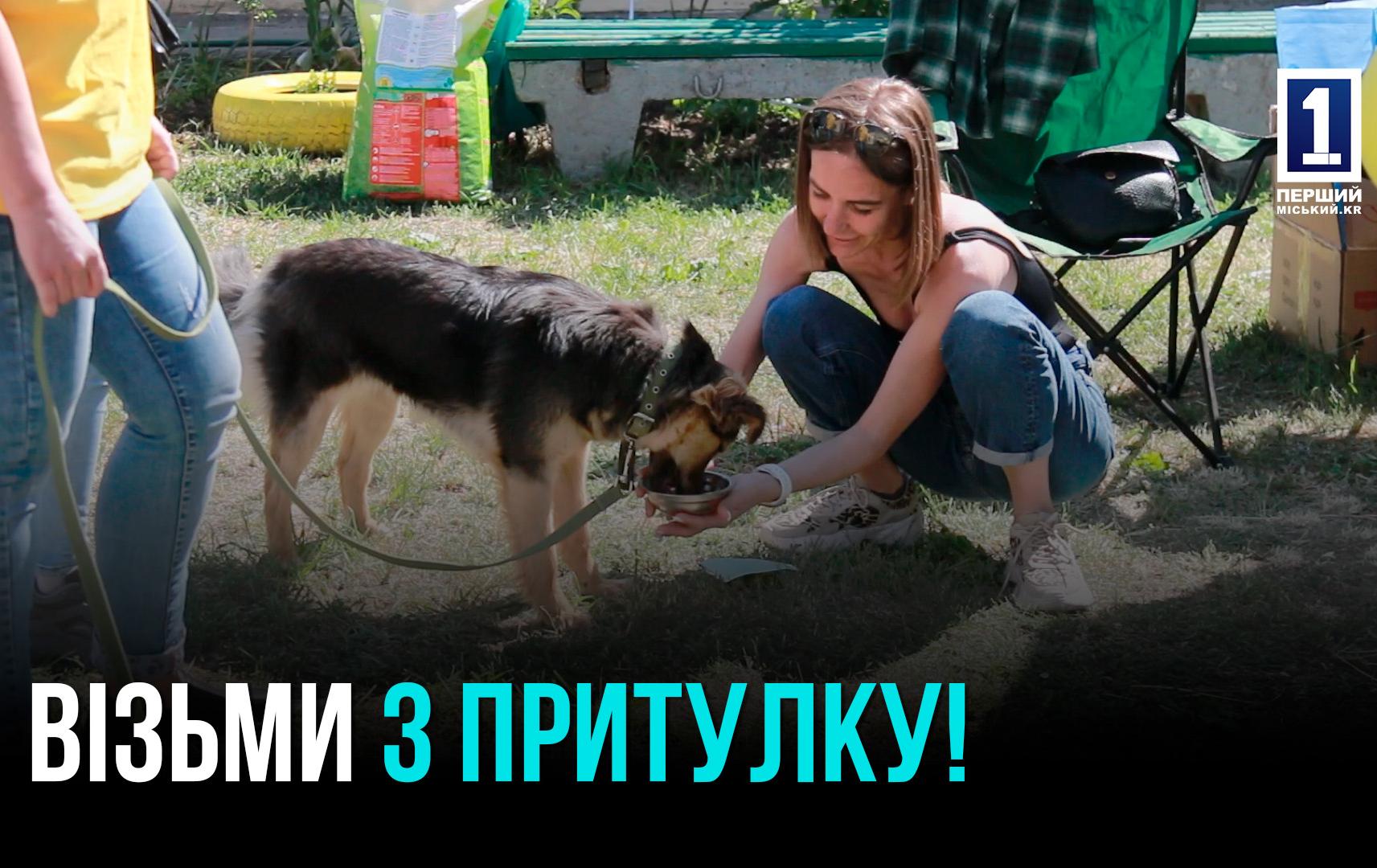 Як собаки знаходять нових господарів