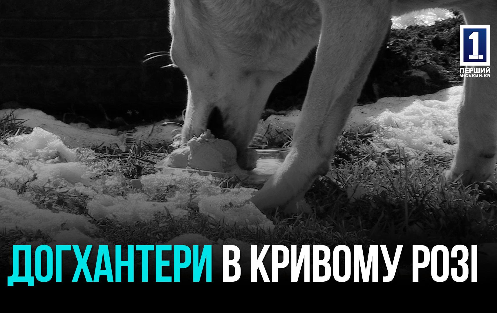 Масові отруєння собак у Кривому Розі: поліція  почала розслідування жорстокого знищення тварин