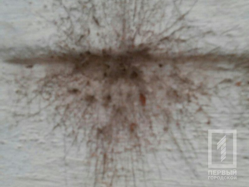 %d0%bf%d0%bb%d0%b5%d1%81%d0%b5%d0%bd%d1%8c 4