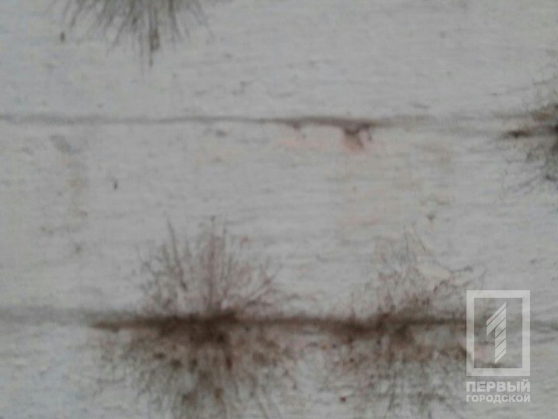 %d0%bf%d0%bb%d0%b5%d1%81%d0%b5%d0%bd%d1%8c 5