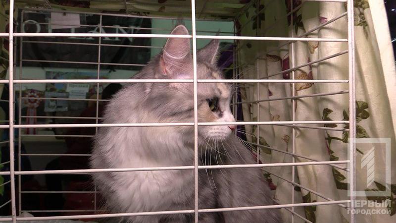 %d0%ba%d0%be%d1%82 1