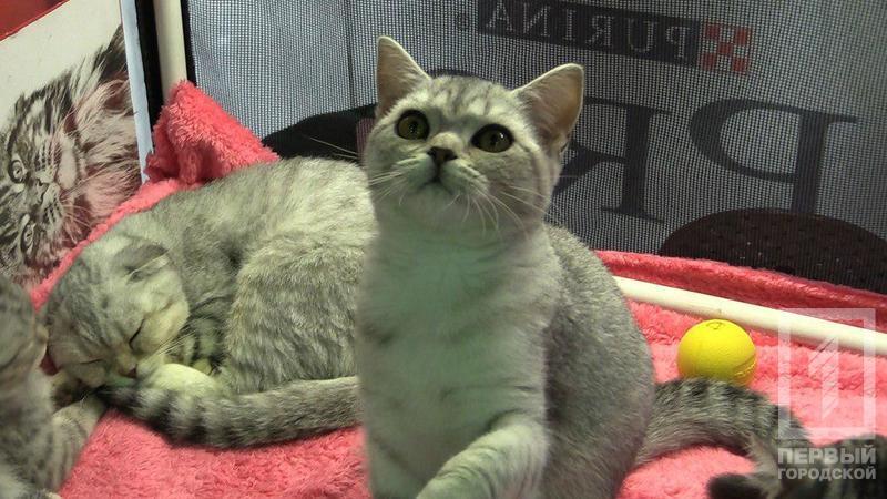 %d0%ba%d0%be%d1%82 2