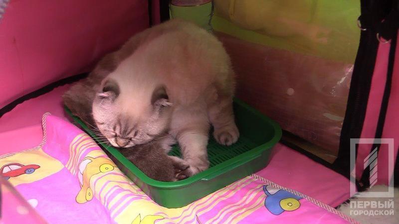 %d0%ba%d0%be%d1%82 3