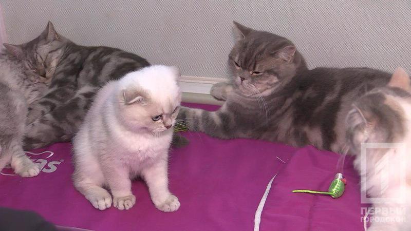 %d0%ba%d0%be%d1%82 4