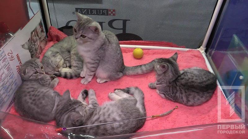 %d0%ba%d0%be%d1%82 5