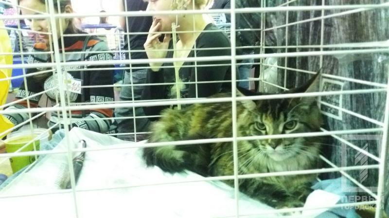 %d0%ba%d0%be%d1%82 7