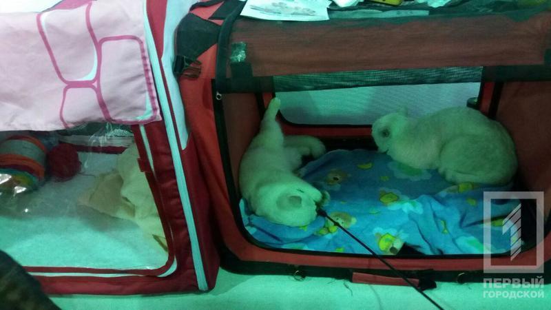 %d0%ba%d0%be%d1%82 8