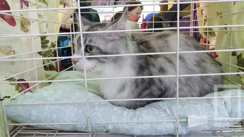 %d0%ba%d0%be%d1%82 9