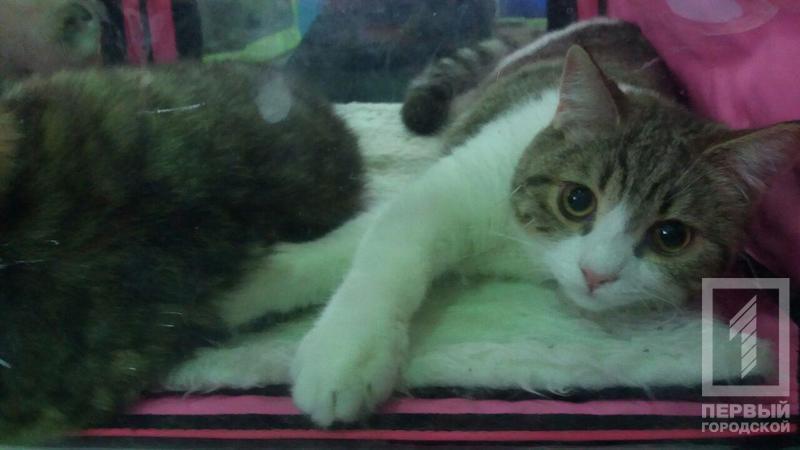 %d0%ba%d0%be%d1%82 10