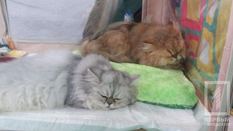 %d0%ba%d0%be%d1%82 12