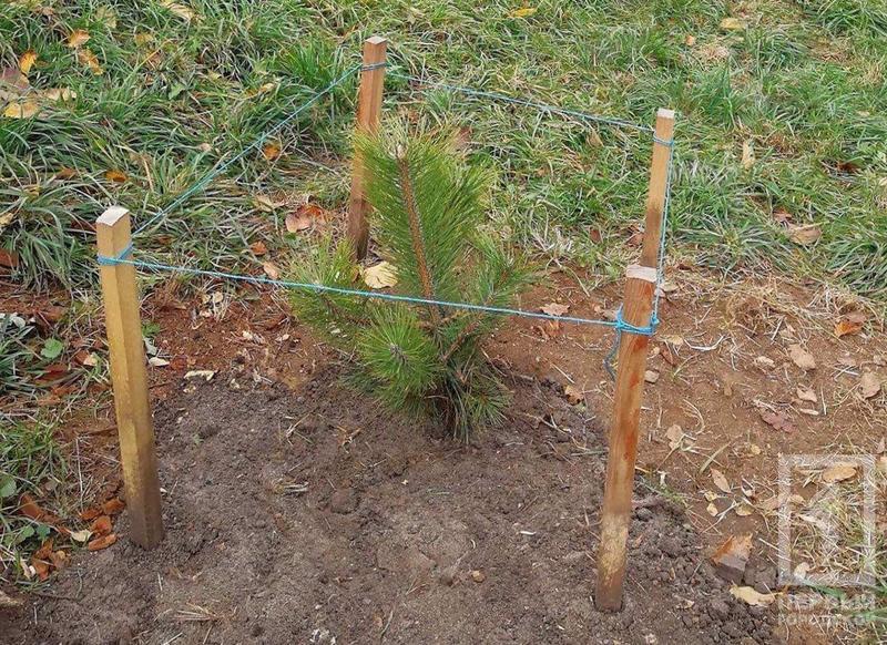 %d1%81%d0%be%d1%81%d0%bd%d1%8b %d0%bc%d0%b5%d1%80%d1%88%d0%b0%d0%b2%d1%86%d0%b5%d0%b2%d0%b04