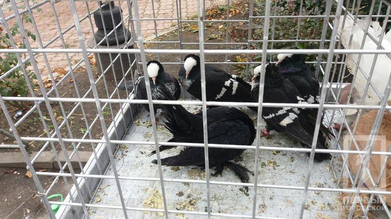 %d0%bf%d1%82%d0%b8%d1%86%d1%8b 1